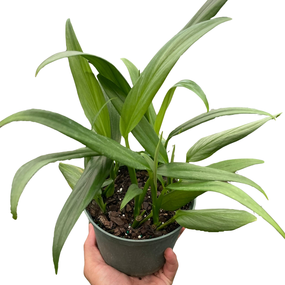 Hand holding a Pothos 'Silver Streak' plant with long, narrow green leaves in a dark pot.
