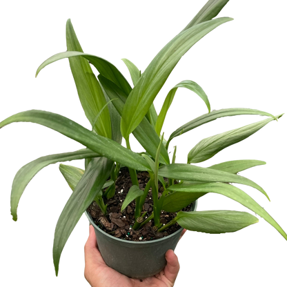 Hand holding a Pothos 'Silver Streak' plant with long, narrow green leaves in a dark pot.