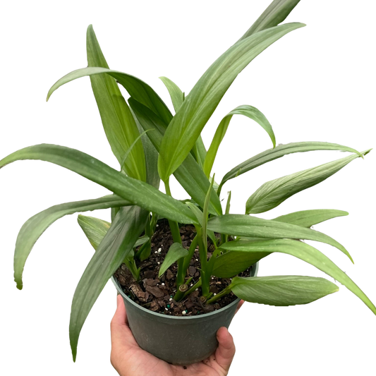 Hand holding a Pothos 'Silver Streak' plant with long, narrow green leaves in a dark pot.