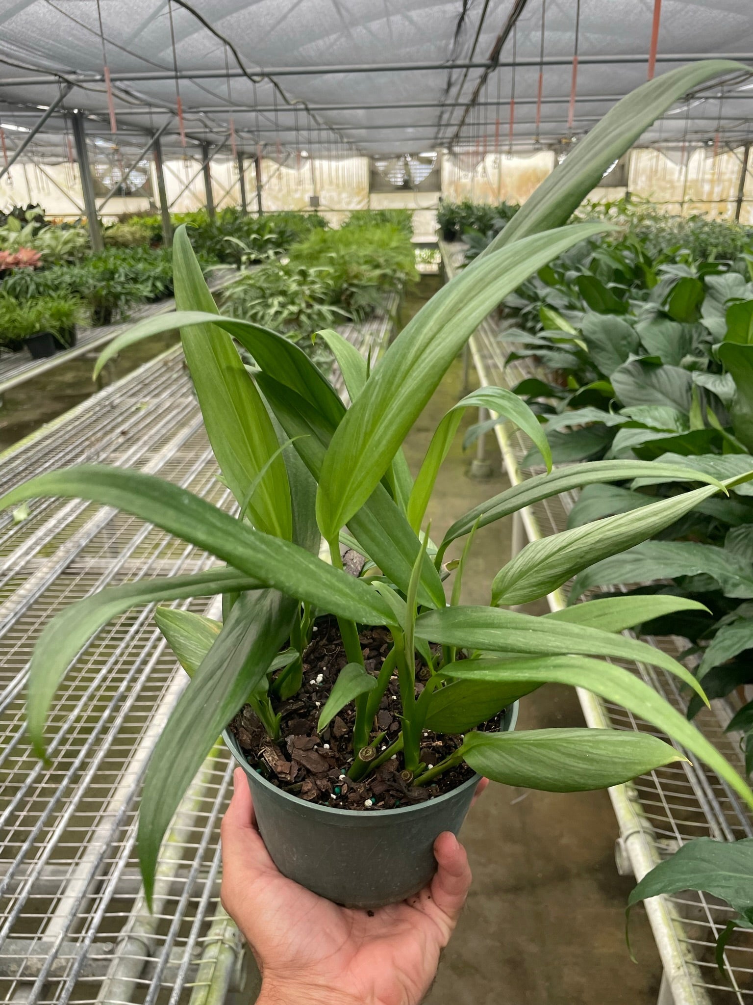 Hand holding a potted Pothos 'Silver Streak' with long, deep green leaves in a greenhouse.