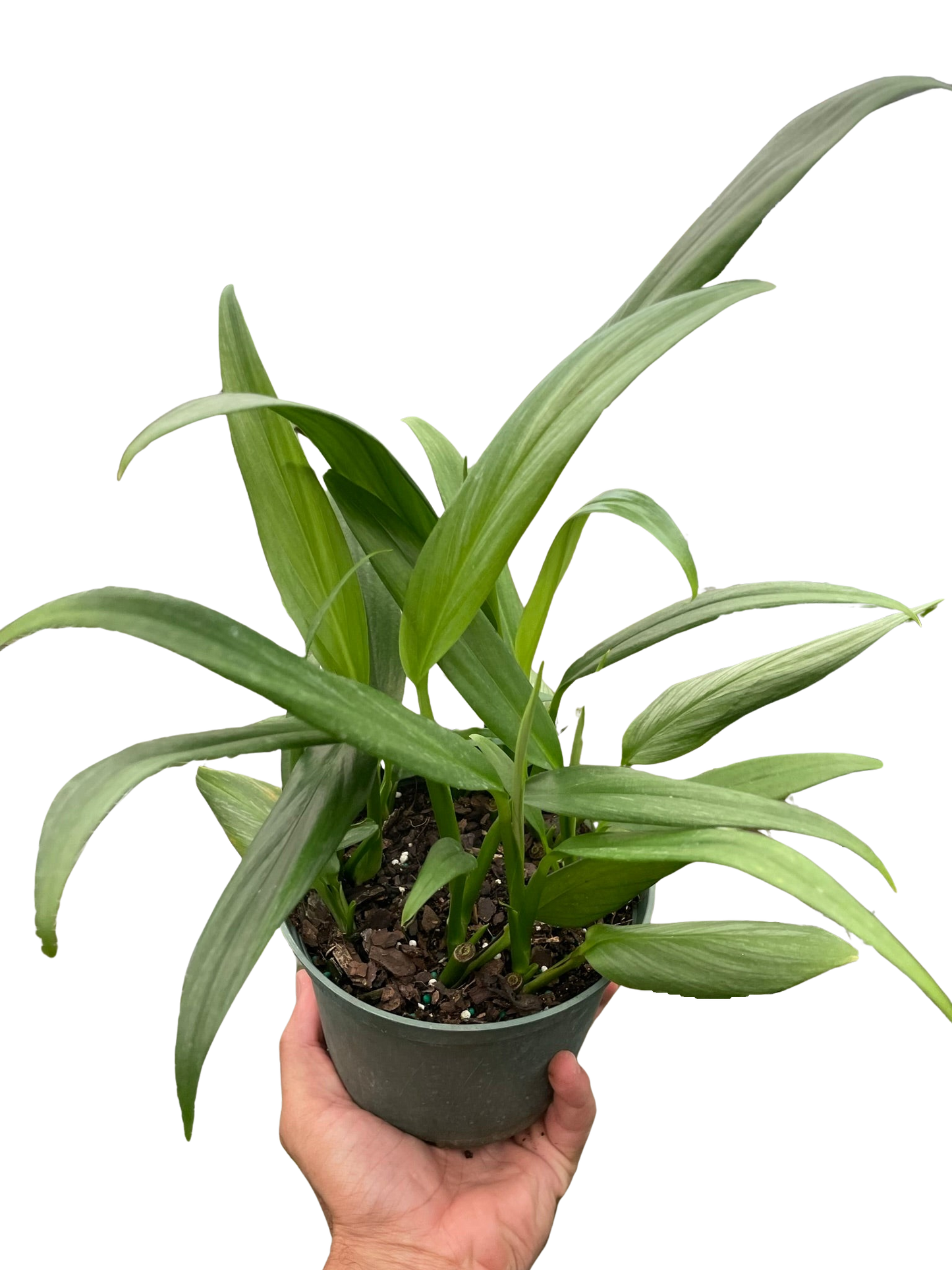 Hand holding a potted Pothos 'Silver Streak' with long, slender, silvery-green leaves.