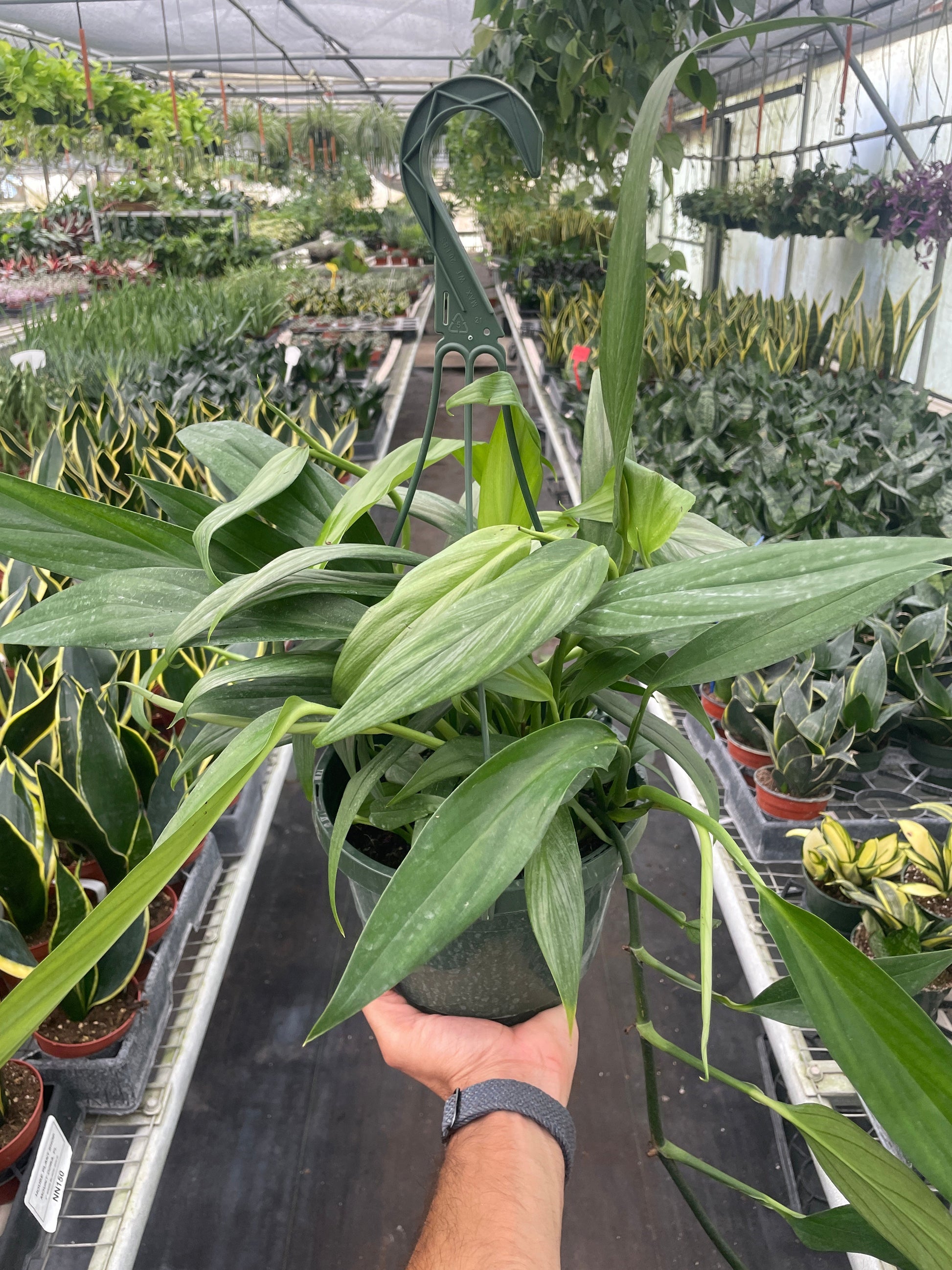 Hand holding a Pothos 'Silver Streak' plant with long, silvery-green leaves in a dark green hanging pot.