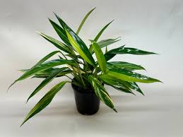 Pothos 'Silver Streak' plant in a black pot, featuring long, variegated green and yellow leaves.