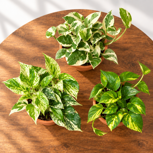 Overhead view of Three trailing potted ‘Pothos’ plants with green leaves in brown 4”pots on a brown surface with a grey background light shining through 