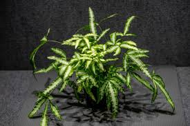 Pteris Cretica 'Albo Fern' with arching green fronds and creamy-white stripes, in a dark pot.