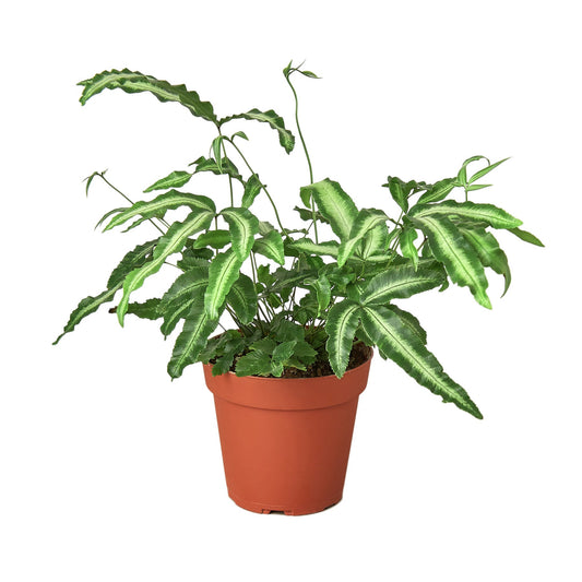 Pteris Cretica 'Albo Fern' in a brown pot, featuring green fronds with creamy-white central stripes.