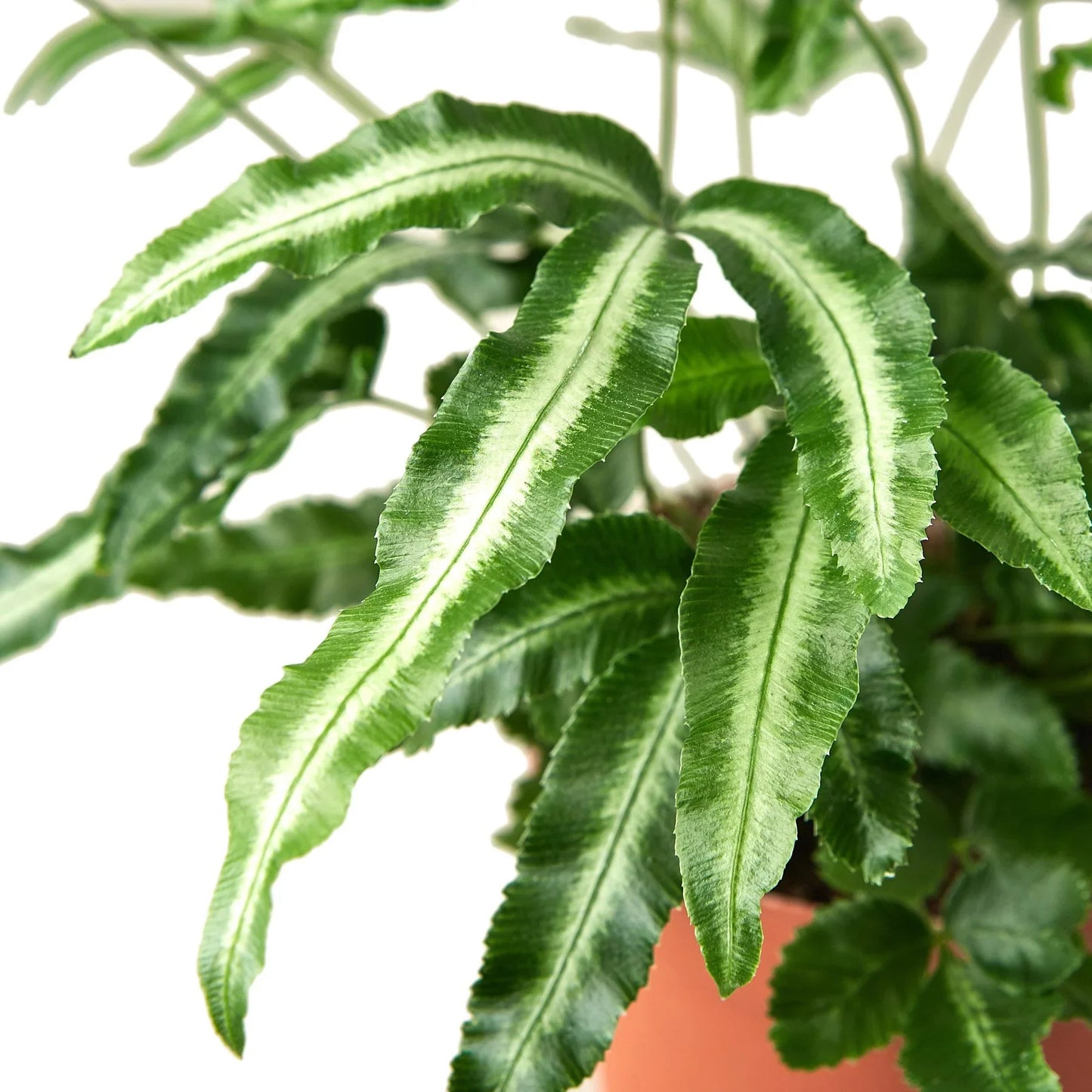 Pteris Cretica 'Albo Fern' with green fronds and creamy-white central stripes in a terracotta pot.
