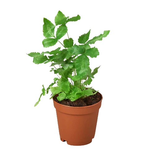 Pteris Cretica 'Albo Fern' in a brown pot, showing green fronds with creamy-white stripes.