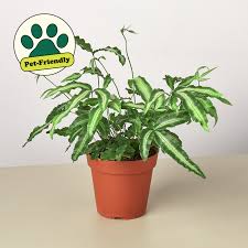 Pteris Cretica 'Albo Fern' in a brown pot, featuring green fronds with creamy-white stripes.