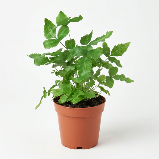 Potted pteris cretica albo fern plant with green fronds in a brown nursery pot on a white background.
