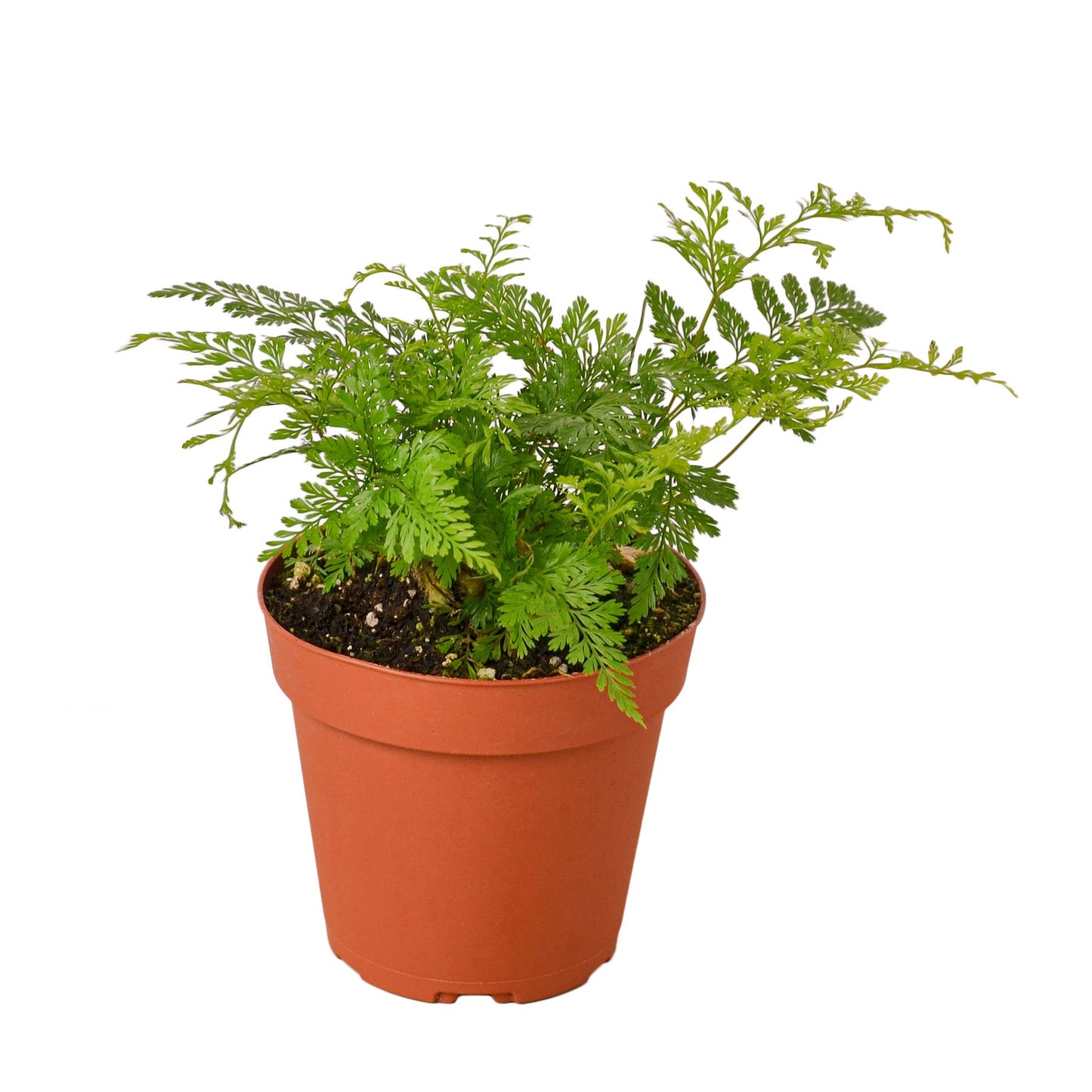 Vibrant green Rabbit's Foot fern in a brown pot, showcasing its intricate leaves and furry rhizomes.
