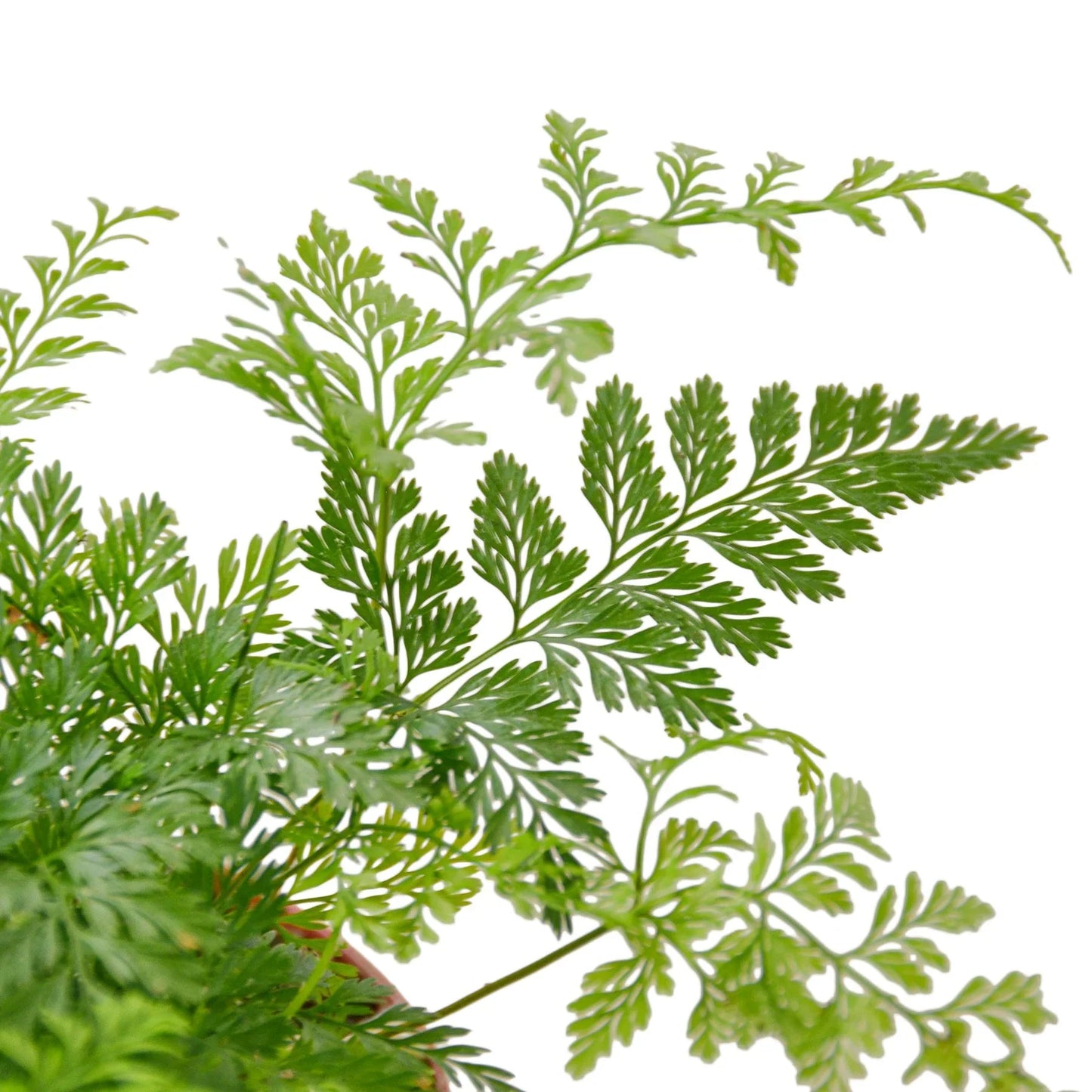 Vibrant green Rabbit's Foot fern with intricate, delicate leaves against a white background.