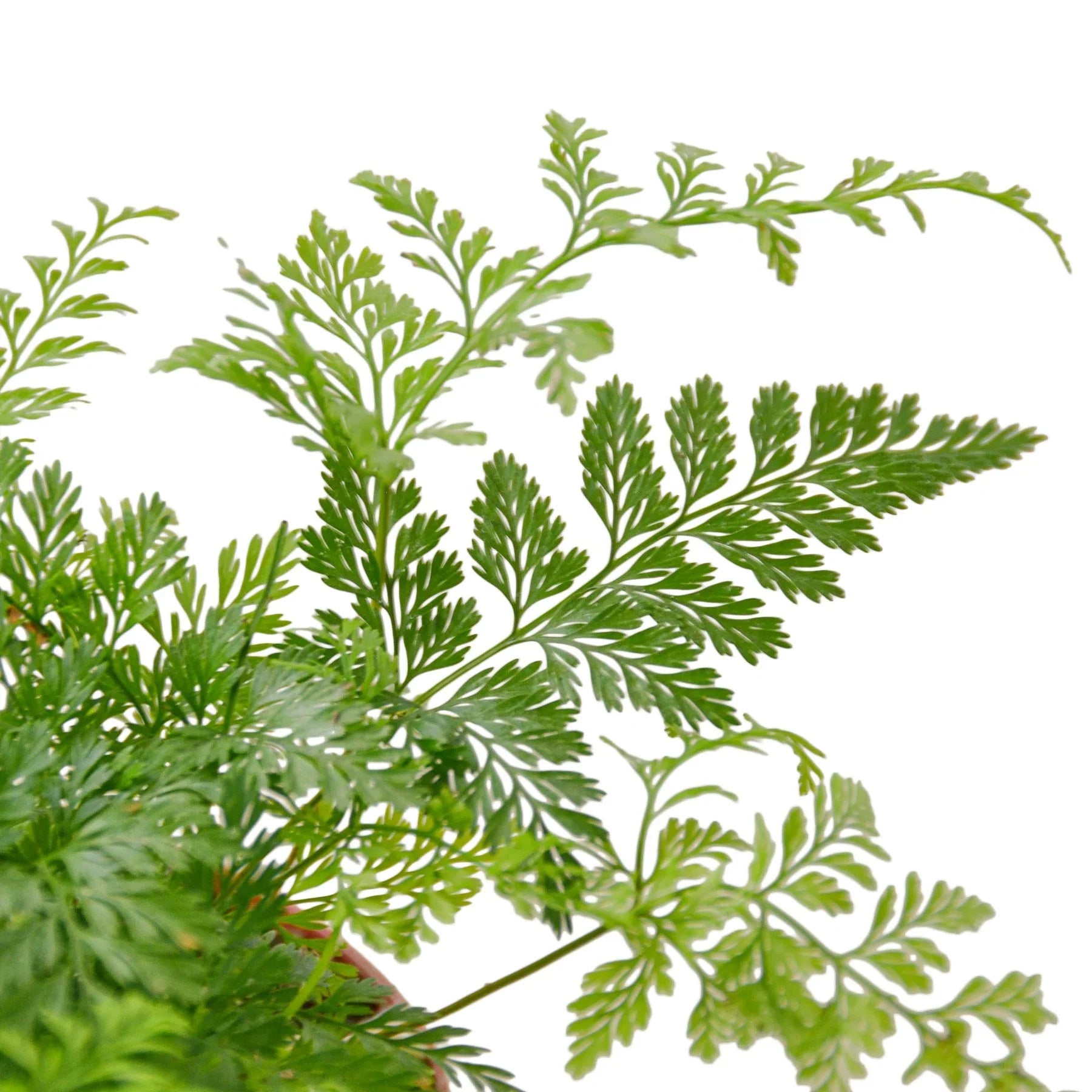 Vibrant green Rabbit's Foot fern with intricate, delicate leaves against a white background.