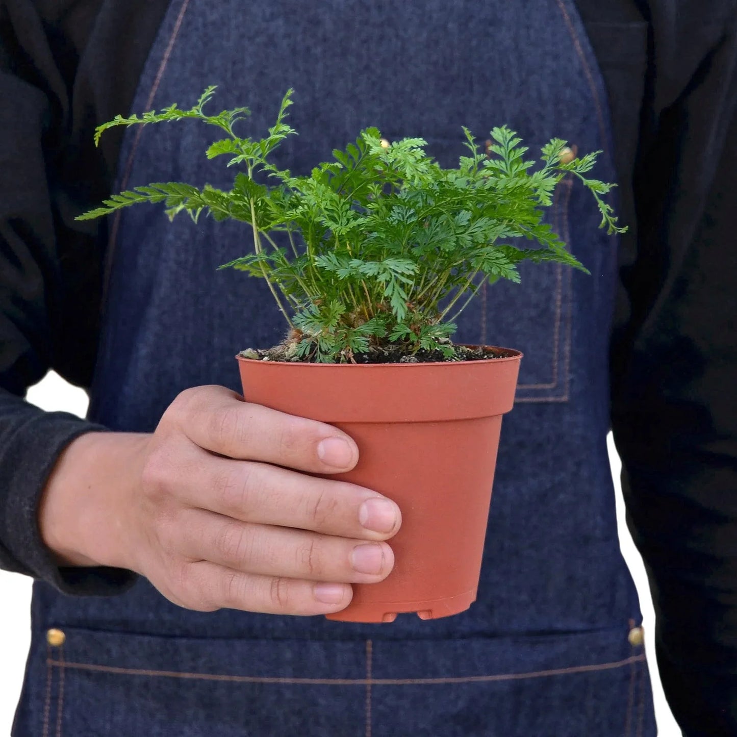 Person holding a small Rabbit's Foot fern in a brown pot, showing its green, intricate leaves.