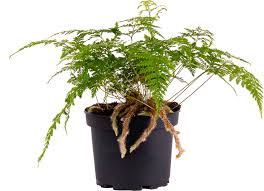 Rabbit's Foot Fern in a black pot, showing green fronds and furry rhizomes.
