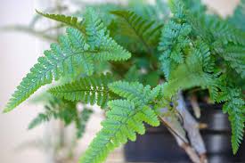 Vibrant green Rabbit's Foot fern with intricate leaves and furry rhizomes in a black pot.