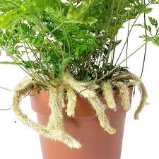 Rabbit's Foot Fern in a brown pot, showing its green, intricate leaves and furry, light-colored rhizomes.