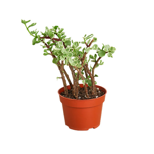Rainbow Elephant Bush succulent in a brown pot, with green leaves and reddish-brown stems.