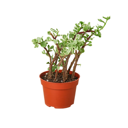 Pet friendly Rainbow Elephant Bush succulent in a brown pot with green and white variegated leaves and reddish-brown stems.