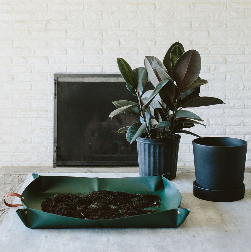 Green repotting mat with soil, a potted rubber plant, and an empty black pot on a light surface.