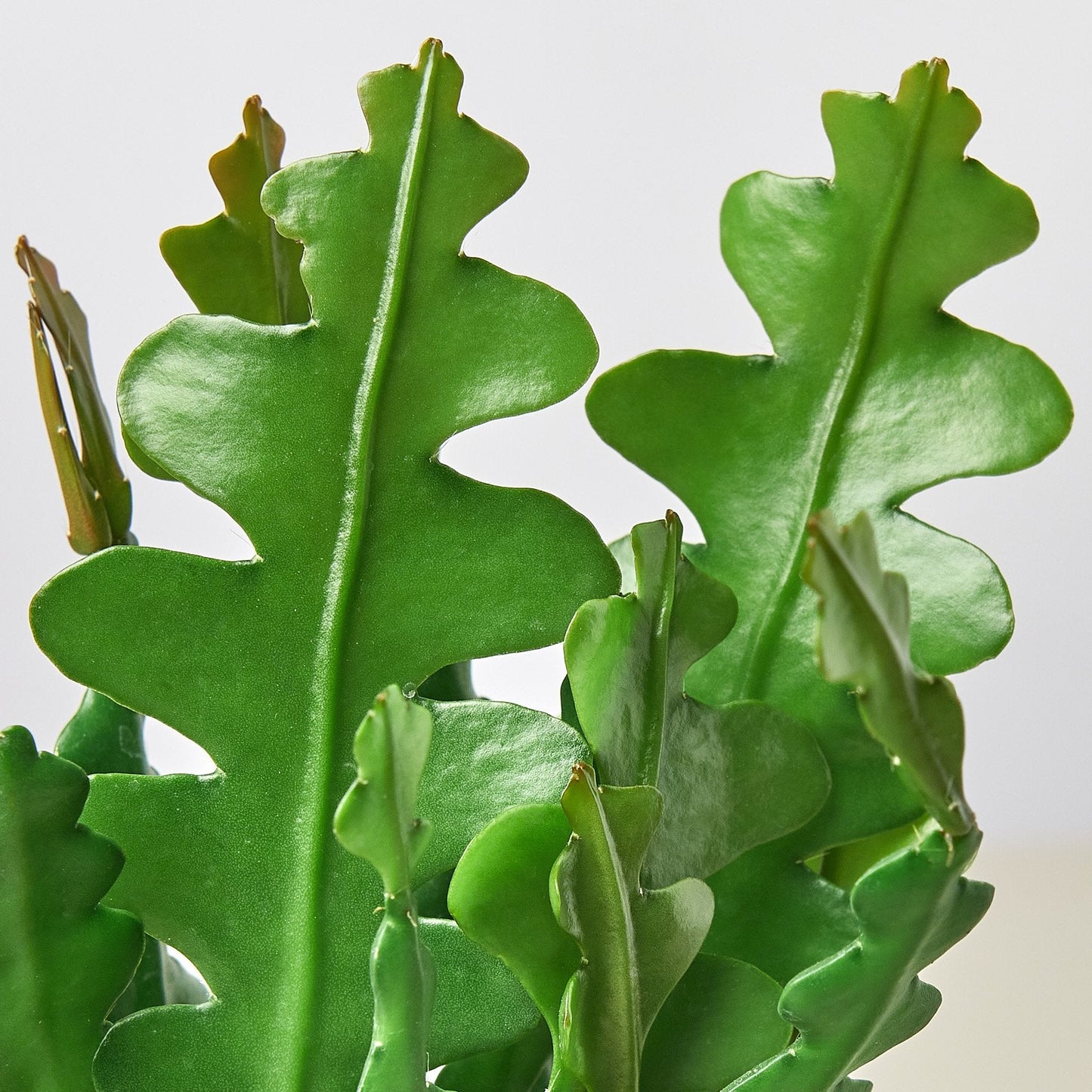 Close-up of a green leafy plant against a light background