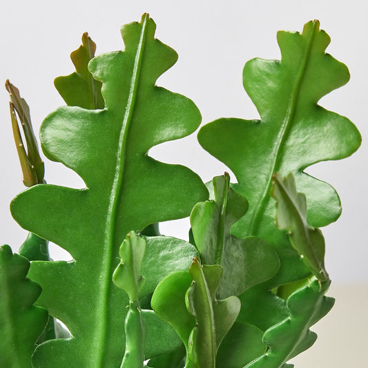 Close-up of a green leafy plant against a light background