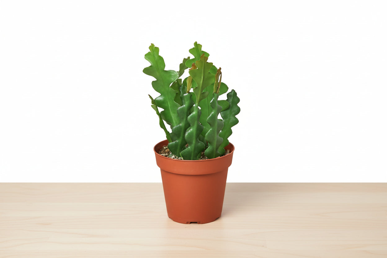 Potted cactus plant on a white background