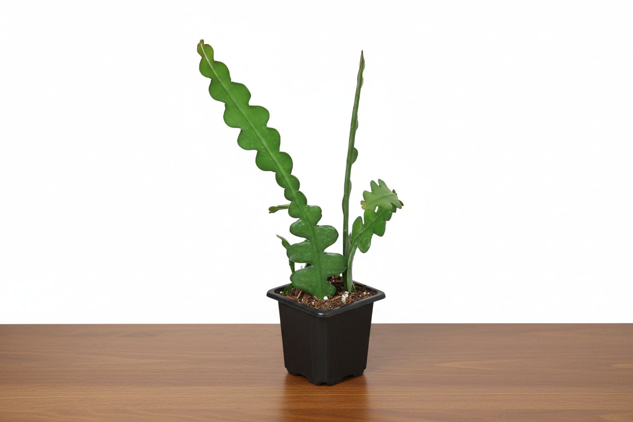 Potted plant with wavy leaves on a white background