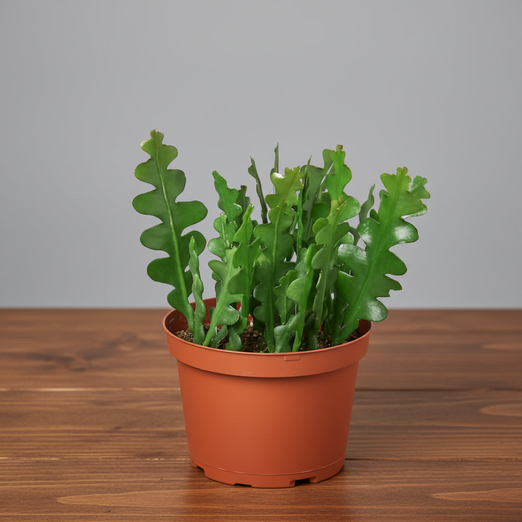 Ric Rac Cactus Tree Ric Rac Cactus | Fishbone Cactus | Buy Online – Izzy's Tropicals – Izzy ...