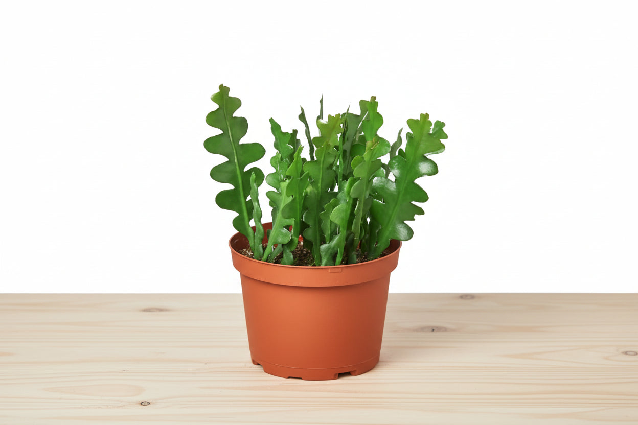 Potted plant with green leaves in a terracotta pot on a white background