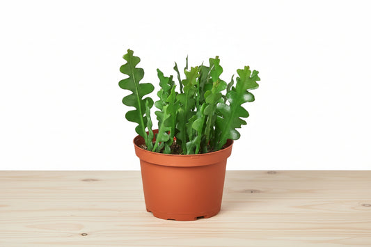 Potted plant with green leaves in a terracotta pot on a white background