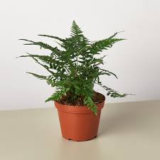 'Korean Rock' Fern