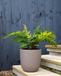 'Korean Rock' Fern