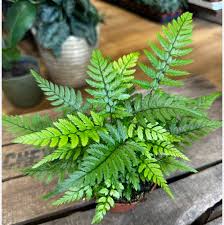 'Korean Rock' Fern