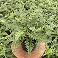 'Korean Rock' Fern