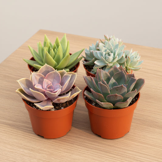 Four potted succulents of different colors on a white background