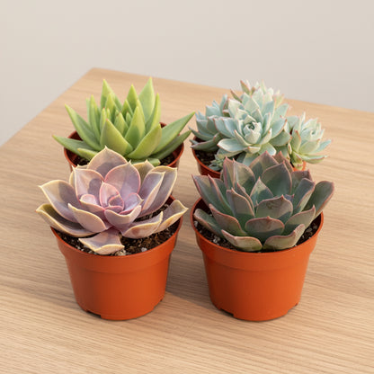 Four rosette succulents in 4" brown pots, featuring green, purple, and blue-green varieties on a wood table.