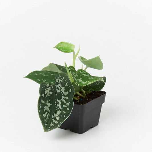 A ‘Satin' pothos plant with dark green, heart-shaped leaves splashed with silvery gray in a black pot on a white background and white surface.