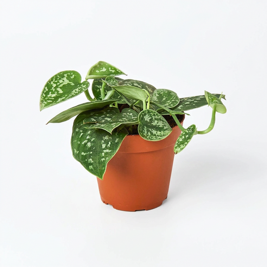A ‘satin' pothos plant in a brown pot with dark-green, silvery-gray with variegated heart-shaped leaves trailing down the pot on a solid white surface and background.