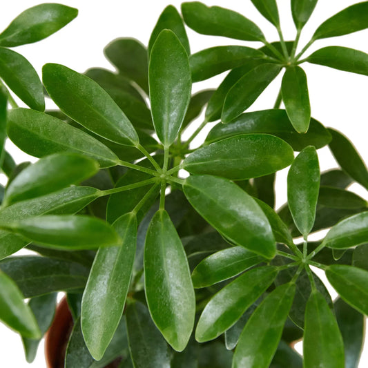 Lush green Schefflera Arboricola 'Umbrella' plant with glossy oblong leaves radiating from stems.