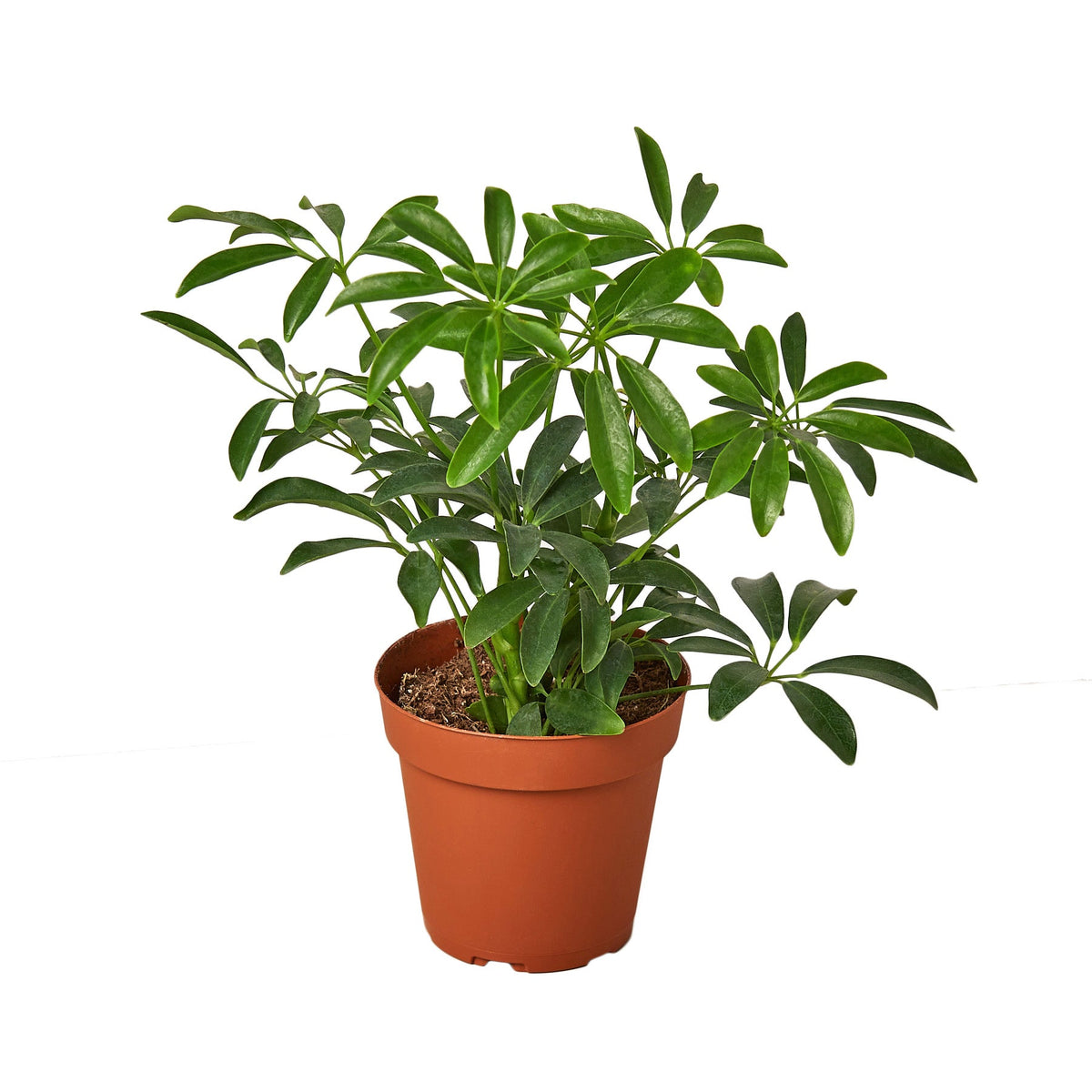 Lush Schefflera Arboricola 'Umbrella' plant with green glossy fan like leaves in a brown pot.