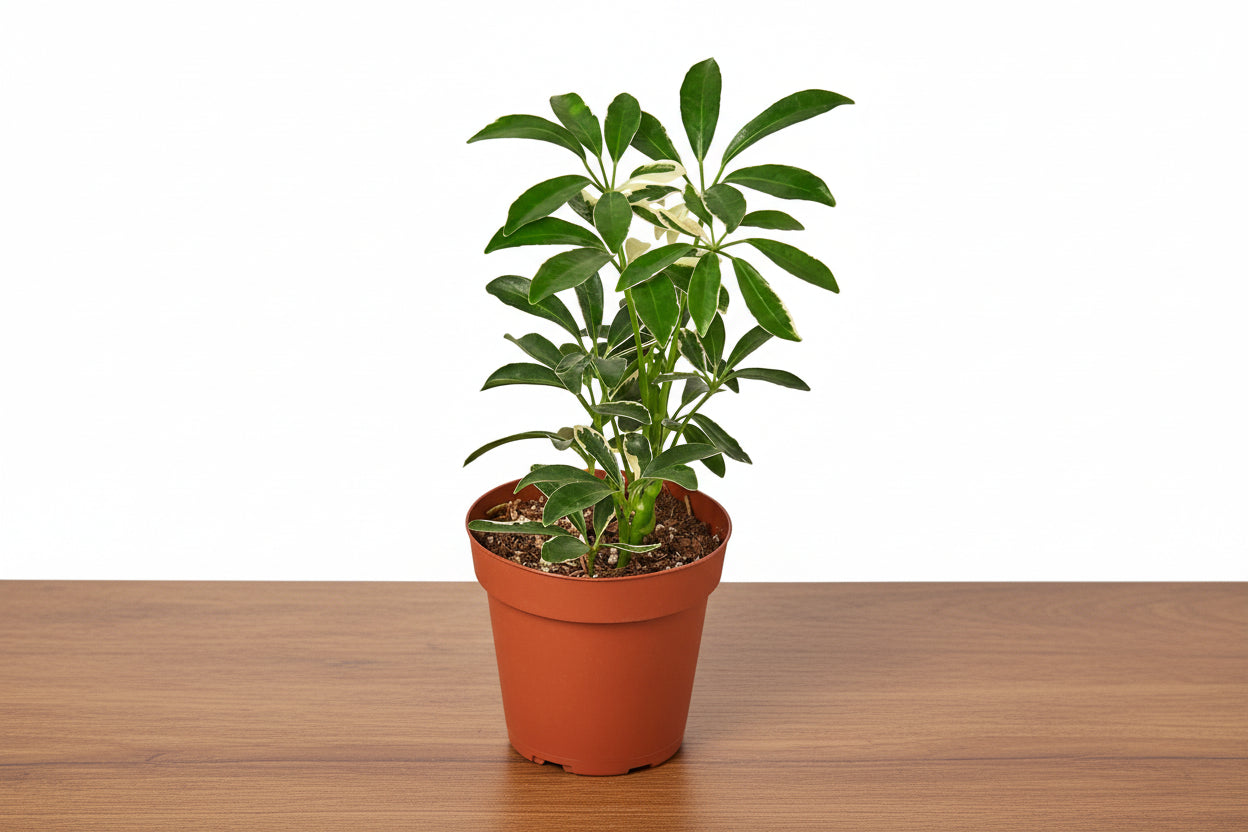 Potted Schefflera Moonlight 'Umbrella Plant' with variegated green and creamy yellow leaves on a wooden surface.