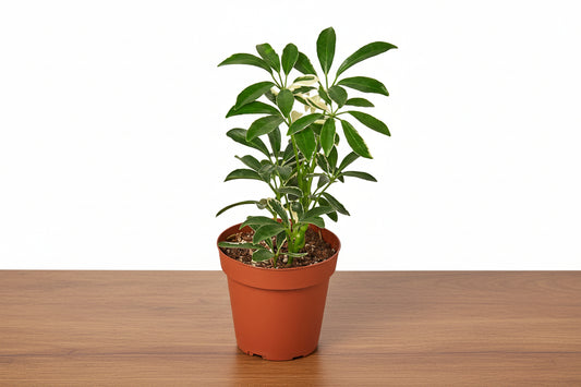 Potted Schefflera Moonlight 'Umbrella Plant' with variegated green and creamy yellow leaves on a wooden surface.