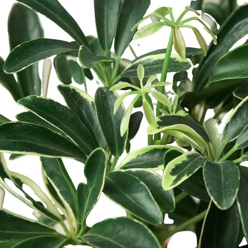 Close-up of Schefflera Moonlight plant with glossy green and creamy yellow variegated leaves.