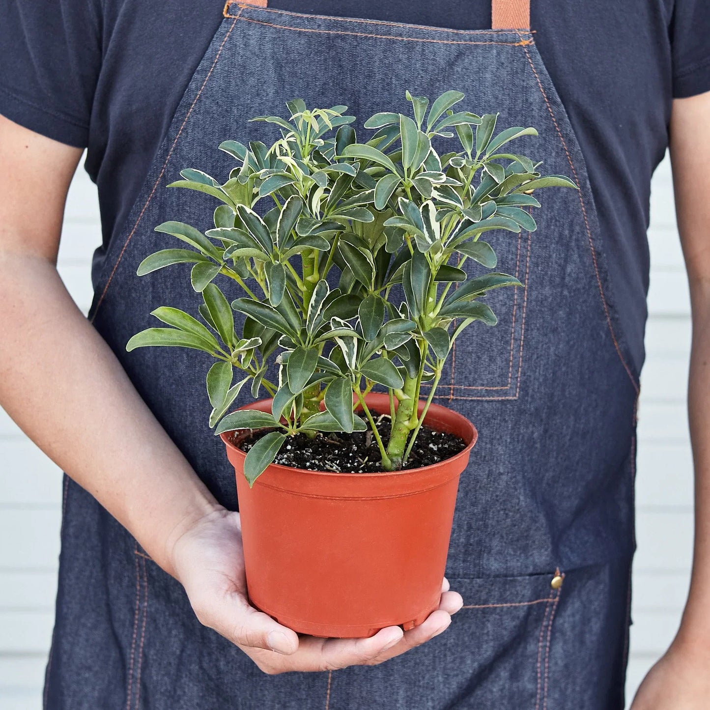 Person in denim apron holding a Schefflera Moonlight plant with variegated green and yellow leaves in a terracotta pot.