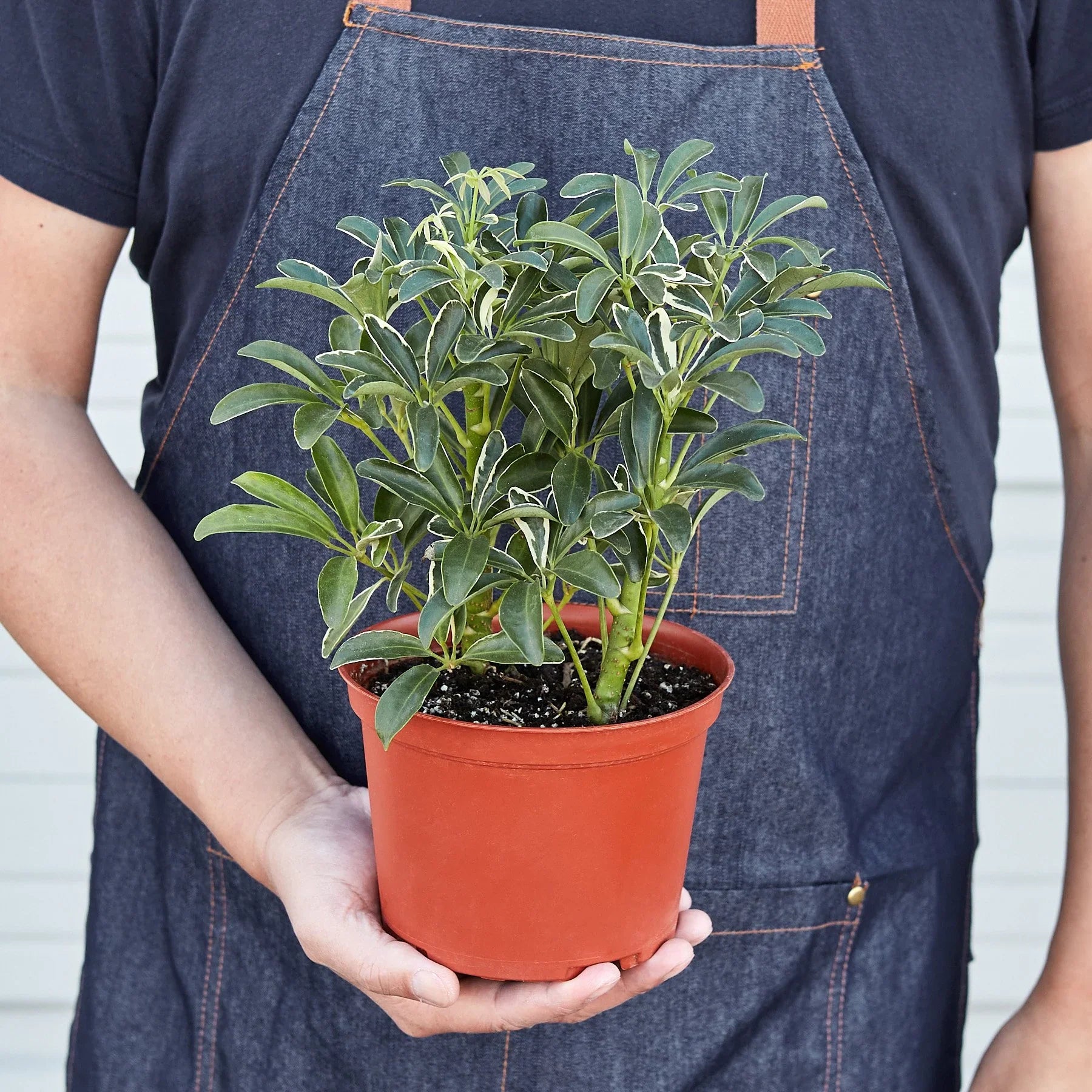 Person in denim apron holding a Schefflera Moonlight plant with variegated green and yellow leaves in a terracotta pot.