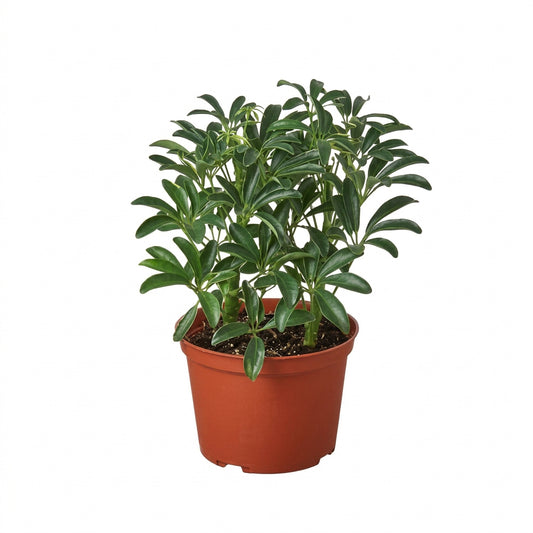 Potted schefflera moonlight umbrella tree with green and yellow variegated oblong leaves in a brown nursery pot.