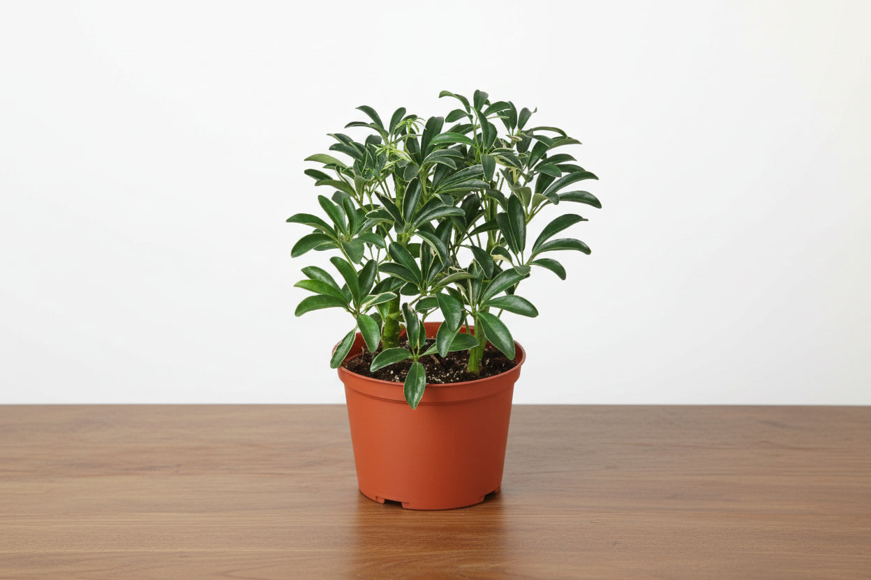 Compact Schefflera Moonlight 'Umbrella Plant' with variegated green and yellow leaves in a terracotta pot.