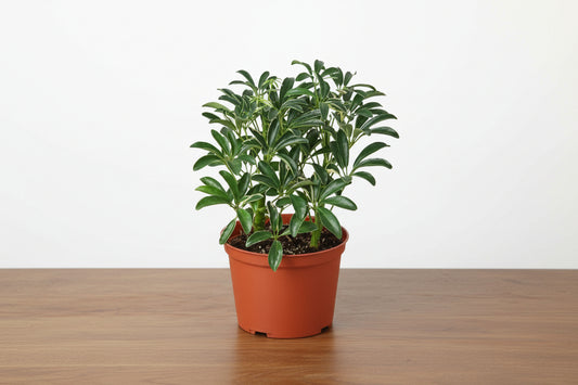 Compact Schefflera Moonlight 'Umbrella Plant' with variegated green and yellow leaves in a terracotta pot.
