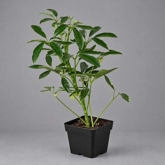 Schefflera Moonlight 'Umbrella Plant' in a black pot, featuring variegated green and creamy yellow leaves on a solid grey surface with grey background.